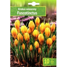 Минзухар Жълт с кафяви ивици Crocus Fuscotinctus - 10 бр луковици