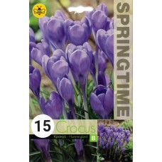 Минзухар Колибри Crocus Hummingbird - 15 бр луковици