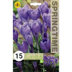 Минзухар Колибри Crocus Hummingbird - 15 бр луковици