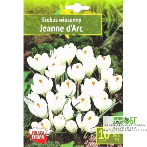 Минзухар Жана дАрк / Crocus Jeanne dArc - 10 бр луковици Минзухар Жана дАрк / Crocus Jeanne dArc - 10 бр луковици