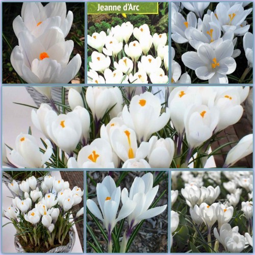 Минзухар Жана дАрк / Crocus Jeanne dArc - 10 бр луковици