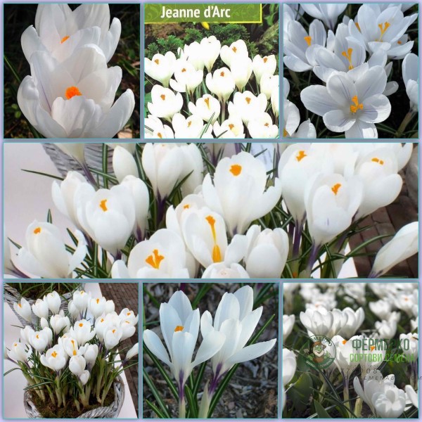 Минзухар Жана дАрк Crocus Jeanne dArc - AGRONOM 7 бр луковици