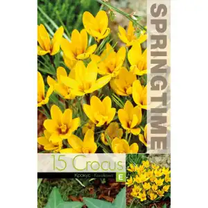 Минзухар Королков / Crocus Korolkowii - 15 бр луковици