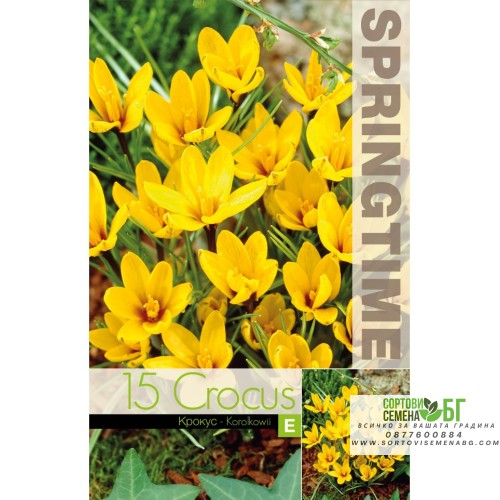Минзухар Королков / Crocus Korolkowii - 15 бр луковици