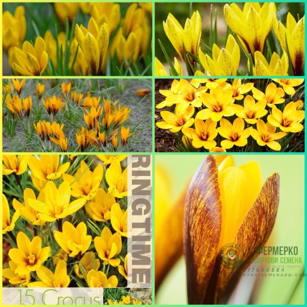 Минзухар Королков Crocus Korolkowii - 15 бр луковици