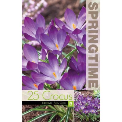 Минзухар Рубин Гигант / Crocus Ruby Giant - 25 бр луковици