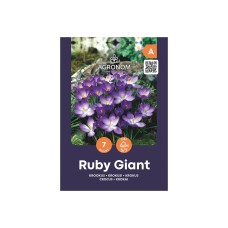 Минзухар Рубин Гигант Crocus Ruby Giant - AGRONOM - 7 бр луковици