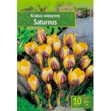 Минзухар Сатурн Crocus Saturnus - 10 бр луковици