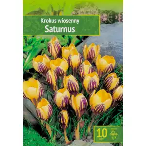 Минзухар Сатурн / Crocus Saturnus - 10 бр луковици