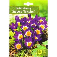 Минзухар Сибери Трицветен Crocus Sieberi Tricolor - 10 бр луковици