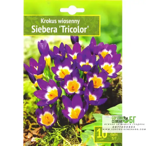 Минзухар Сибери Трицветен / Crocus Sieberi Tricolor - 10 бр луковици