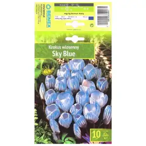 Минзухар Небесно син / Crocus Sky Blue - 10 бр луковици
