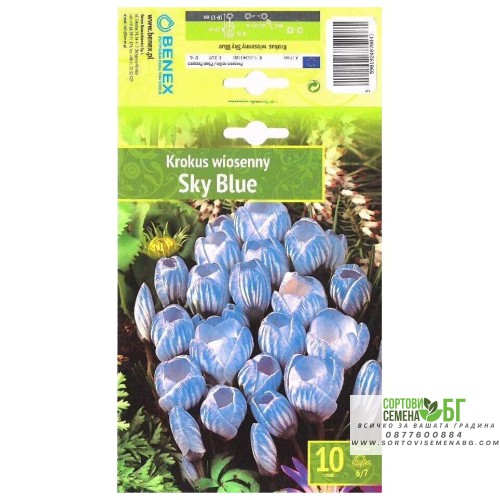 Минзухар Небесно син / Crocus Sky Blue - 10 бр луковици