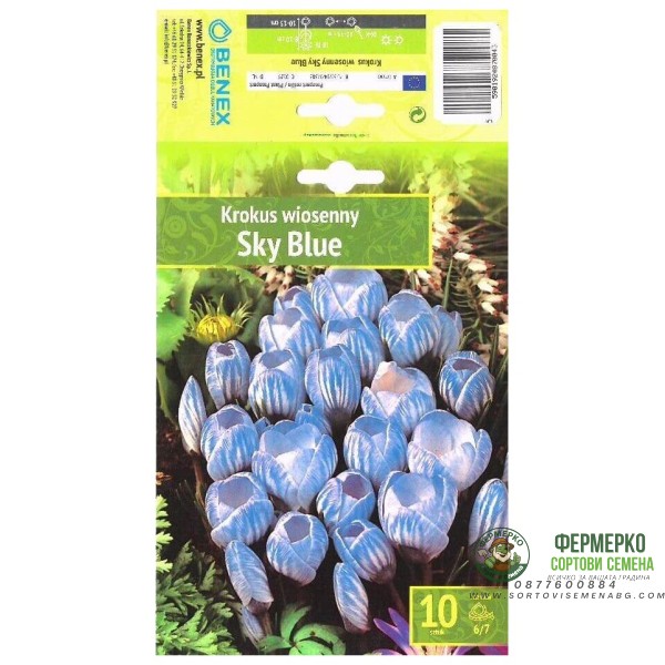 Минзухар Небесно син Crocus Sky Blue - 10 бр луковици