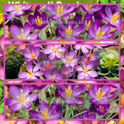 Минзухар Уайтуел Лилав / Crocus Whitewell Purple - 10 бр луковици