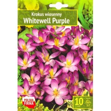 Минзухар Уайтуел Лилав Crocus Whitewell Purple - 10 бр луковици