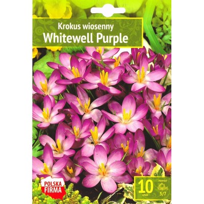 Минзухар Уайтуел Лилав / Crocus Whitewell Purple - 10 бр луковици