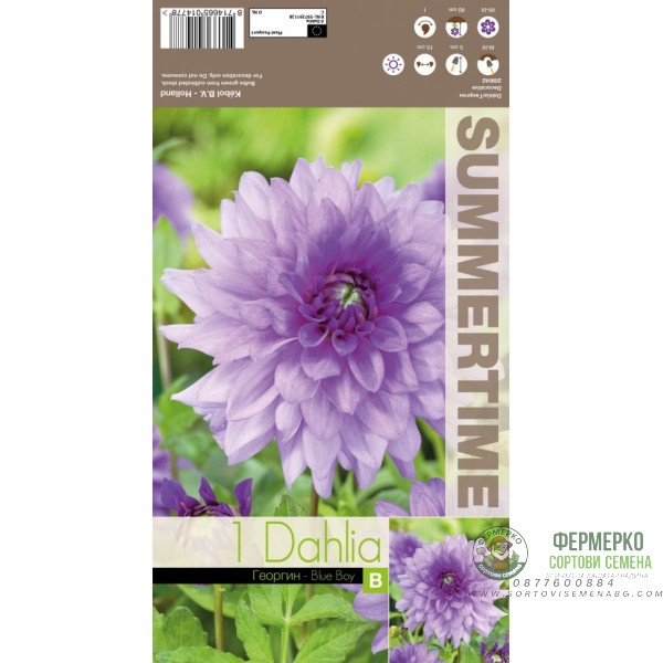 Далия (Гергина) Blue Boy - 1 бр луковицa