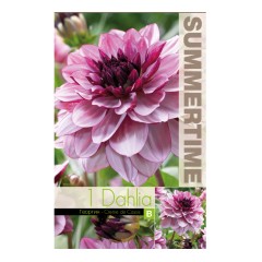 Далия (Гергина) Крем Касис Dahlia Cav. - 1 бр луковицa