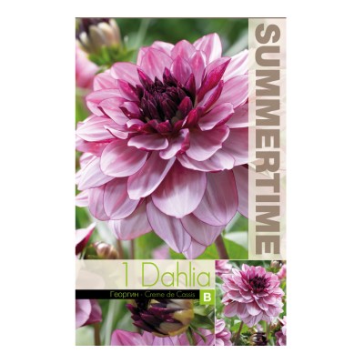 Далия (Гергина) Крем Касис / Dahlia Cav. - 1 бр луковицa