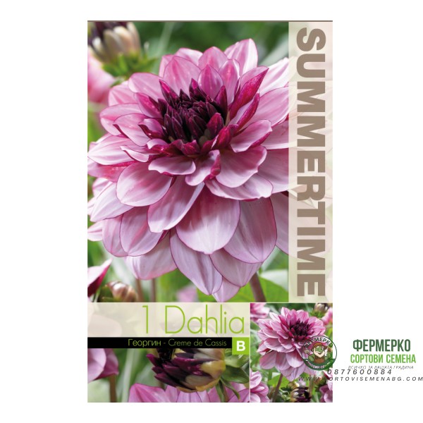 Далия (Гергина) Крем Касис Dahlia Cav. - 1 бр луковицa
