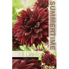 Далия (Гергина) Black Touch - 1 бр луковицa