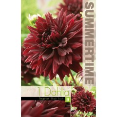 Далия (Гергина) Black Touch - 1 бр луковицa