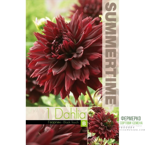 Далия (Гергина) Black Touch - 1 бр луковицa