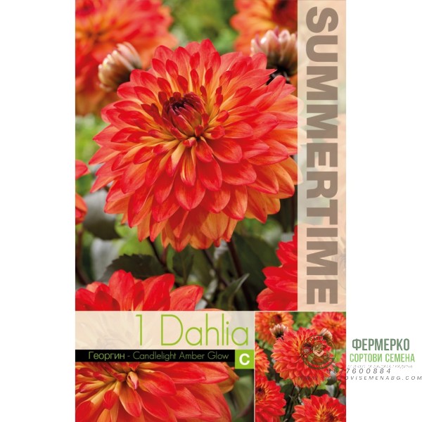 Далия (Гергина) Candlelight Amber Glow - 1 бр луковицa