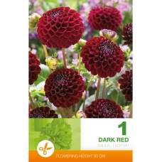Далия (Гергина) Помпон Dark Red - 1 бр луковицa