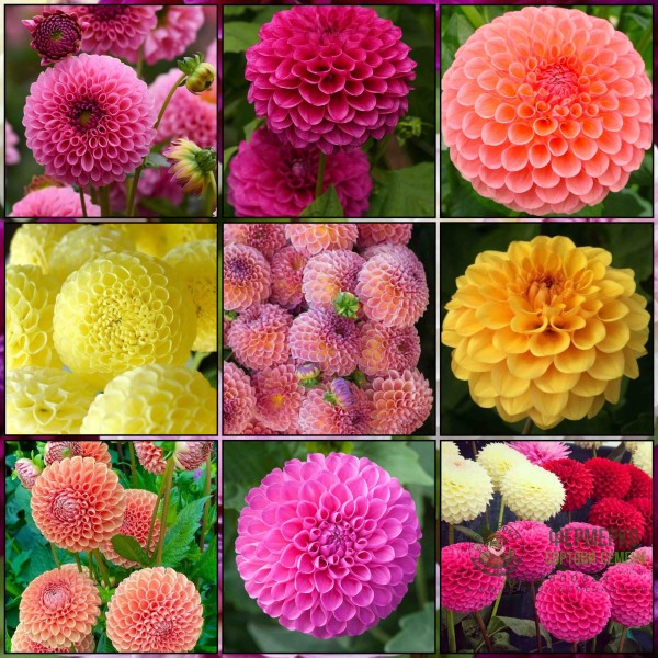 Далия (Гергина) Помпон Микс Pompon Mixed - 5 бр луковици