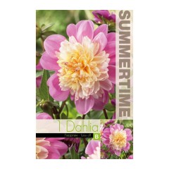 Далия (Гергина) Take off Dahlia Cav. - 1 бр луковицa