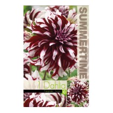 Далия (Гергина) Тартан Dahlia Cav. - 1 бр луковицa