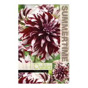 Далия (Гергина) Тартан / Dahlia Cav. - 1 бр луковицa