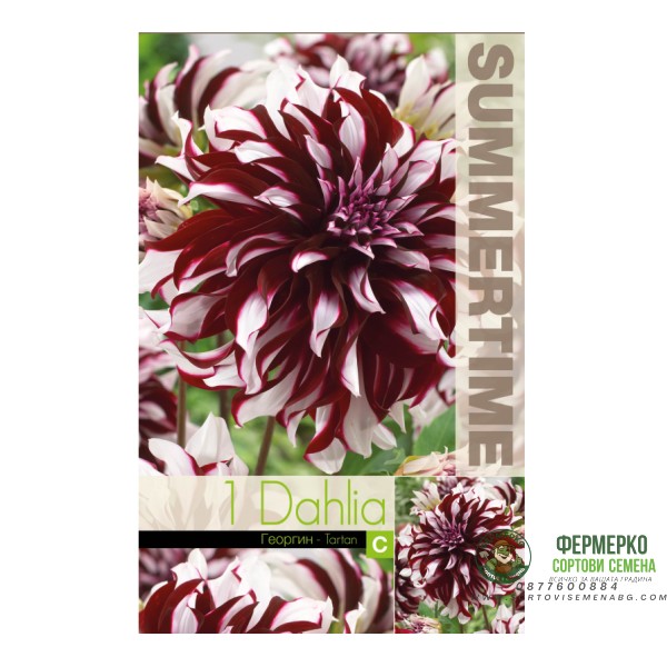 Далия (Гергина) Тартан Dahlia Cav. - 1 бр луковицa