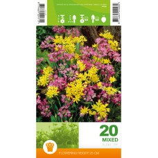 Декоративен лук Микс Allium Mixed – 20 бр луковици