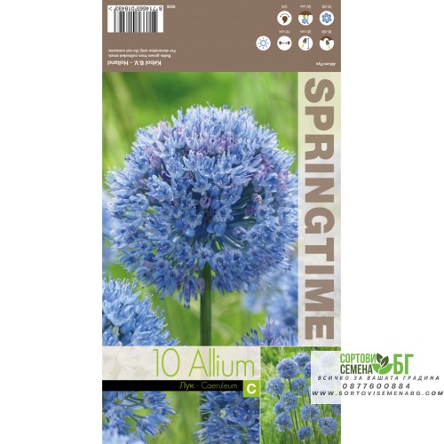 Декоративен лук Син / Allium Caeruleum - 10 бр луковици