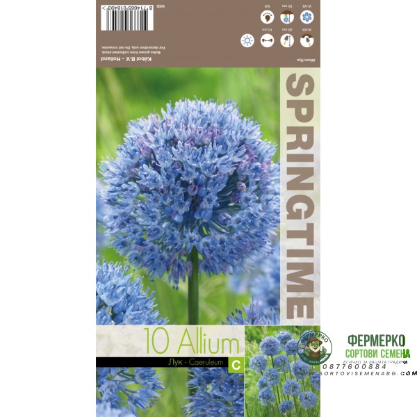 Декоративен лук Син Allium Caeruleum - 10 бр луковици