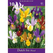 Ирис Холандски Микс Dutch Iris Mixed - 10 бр луковици