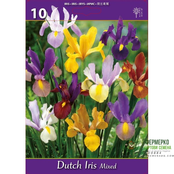 Ирис Холандски Микс Dutch Iris Mixed - 10 бр луковици
