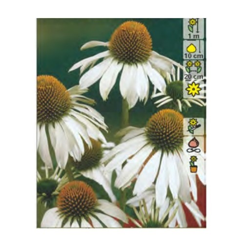 Ехинацея Алба / Echinacea - 1 бр коренище