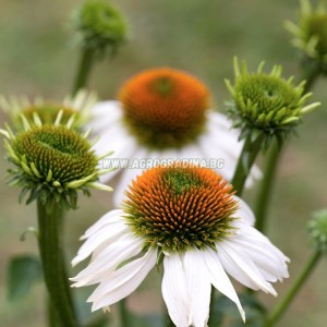 Ехинацея Алба / Echinacea - 1 бр коренище