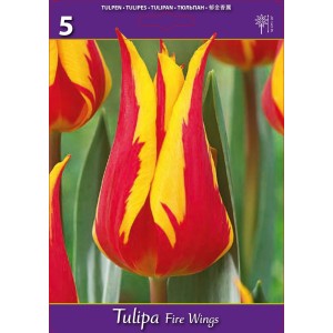 Лале Огнени криле / Tulipa Fire Wings - 5 бр луковици