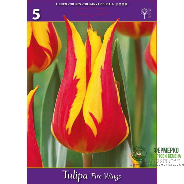 Лале Огнени криле Tulipa Fire Wings - 5 бр луковици
