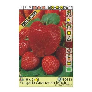 Ягоди Максима / Fragaria × ananassa Maxima - 3 бр корени