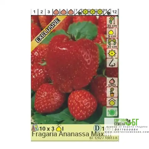 Ягоди Максима / Fragaria × ananassa Maxima - 3 бр корени