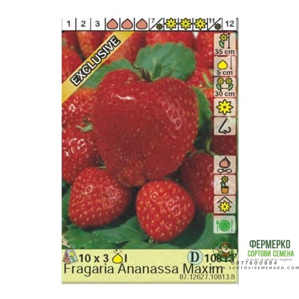 Ягоди Максима Fragaria × ananassa Maxima - 3 бр корени
