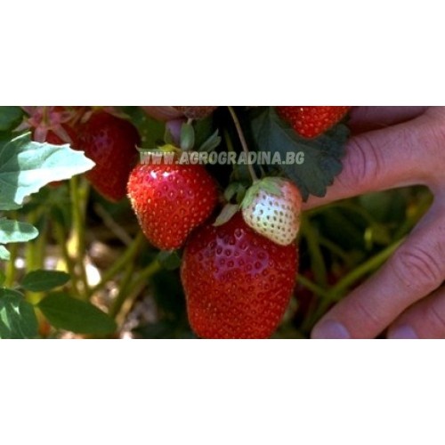 Ягоди Максима / Fragaria × ananassa Maxima - 3 бр корени