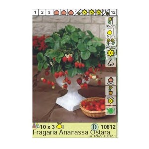 Ягоди Остара / Fragaria × ananassa Ostara - 3 бр корени