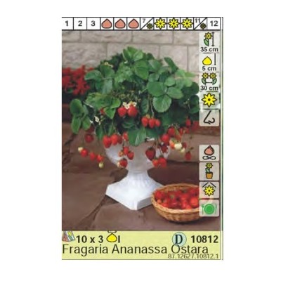 Ягоди Остара / Fragaria × ananassa Ostara - 3 бр корени
